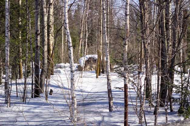 Impresionante paisaje invernal. Un camino cubierto de nieve entre los árboles en el bosque salvaje. Bosque de invierno. Bosque en la nieve.