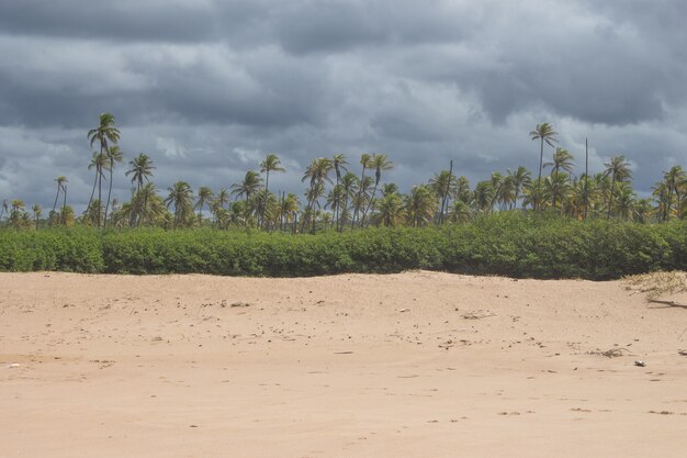 Impresionante paisaje lleno de cocoteros, un manglar y arena en la duna en un día nublado