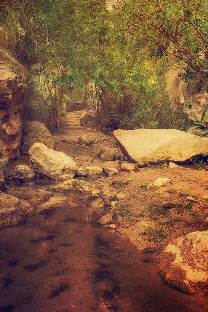 Impresionante paisaje natural en el cañón de Avakas en el Parque Nacional Salvaje de Chipre con acantilados, montañas, rocas y árboles. Valle natural profundo para descubrir para turistas y viajeros Fondo vintage