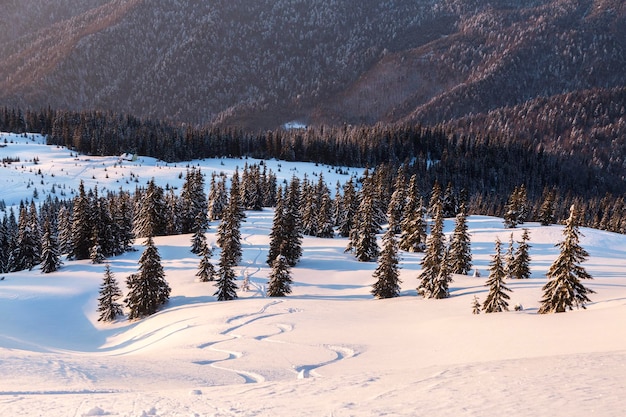 Impresionante paisaje nevado y árboles de Navidad en un día helado y soleado