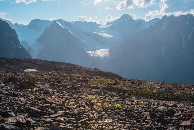 Impresionante paisaje con pequeñas flores amarillas entre piedras con vista a altas montañas nevadas y un gran glaciar Pequeñas flores amarillas con vista a la cordillera nevada y lengua glaciar brillando al sol