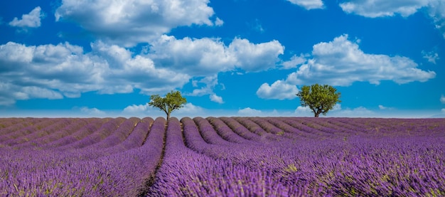 Impresionante paisaje soleado con campo de lavanda Blooming violeta fragante lavanda flores árboles cielo