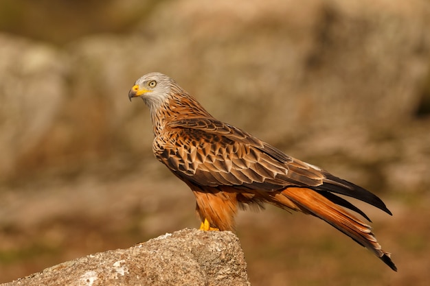 Impresionante pájaro en el campo