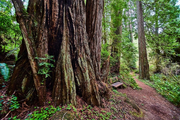 Impresionante perspectiva de árbol de secoya junto a un banco en el sendero