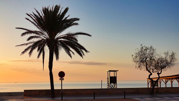 Foto impresionante playa tranquila al atardecer con una silueta de una palmera en cala millor mallorca