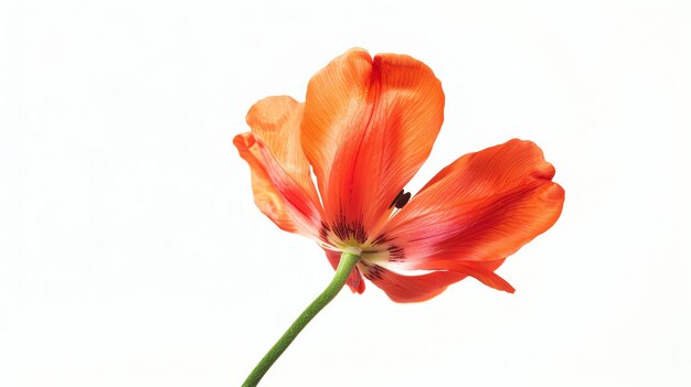 Un impresionante primer plano de un solo tulipán naranja en plena floración contra un fondo blanco