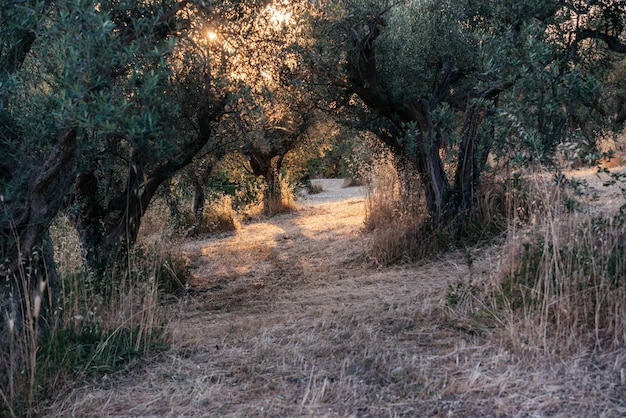 Impresionante puesta de sol sobre el bosque de olivos en italia