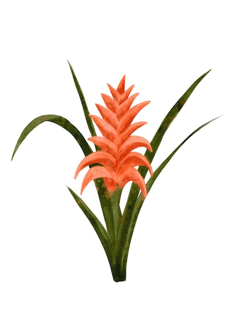 Una impresionante y vibrante flor de bromelia naranja complementada por hojas verdes exuberantes
