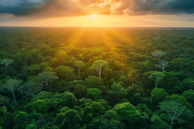 Una impresionante vista aérea de la exuberante selva amazónica al anochecer que te invita a explorar