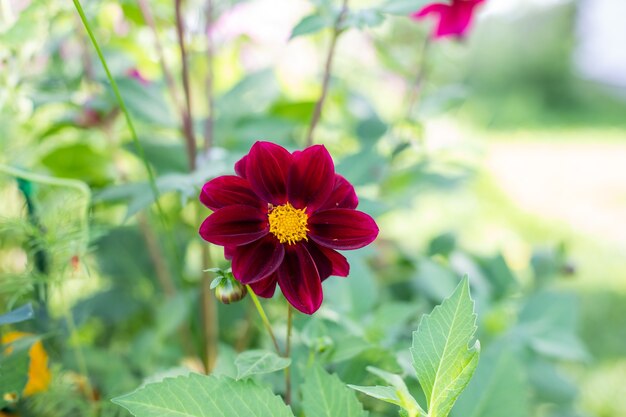 Impresionante vista de Dalia brillante floreciendo en el jardín en medio de un verano soleado con paisaje de hierba verde. Dalias florecientes con pétalos rojos y amarillos. copia espacio