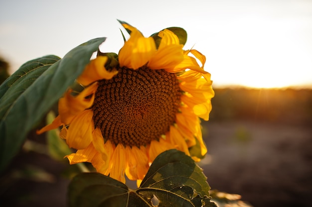 Impresionante vista de girasol en el campo en sunet.