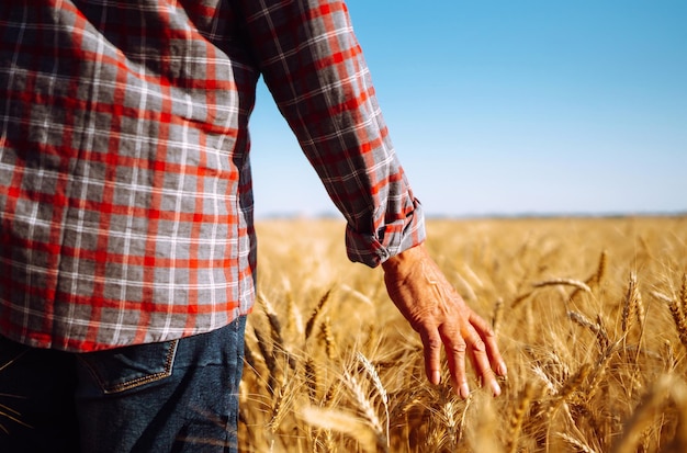 Impresionante vista con el hombre de espaldas al espectador en un campo de trigo tocado por la mano de los picos