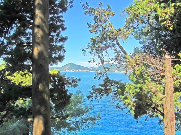 Impresionante vista del paisaje sobre el azul mar Adtiático y las montañas enmarcadas por los pinos cerca de Sveti Stefan Montenegro