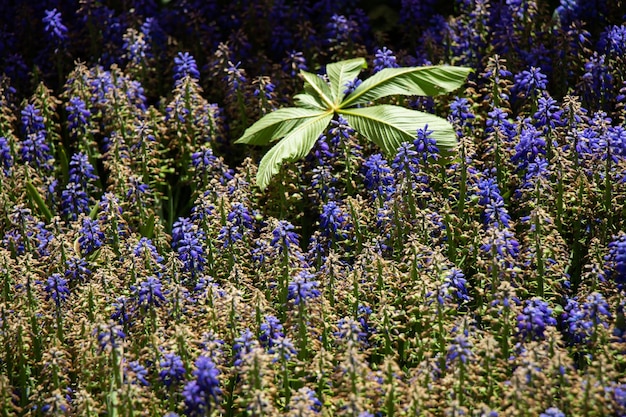 Impresionantes flores de primavera coloridas a la vista