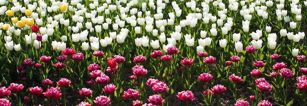 Impresionantes flores de tulipanes blancos que florecen en un campo de tulipanes contra el fondo de una flor de tulipanes borrosa