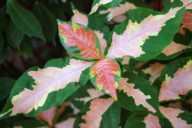 Impresionantes hojas rosadas y verdes de la planta de caricatura o Graptophyllum pictum