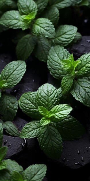 Impresionantes primeros planos de hojas verdes de menta en las piedras en la noche oscura