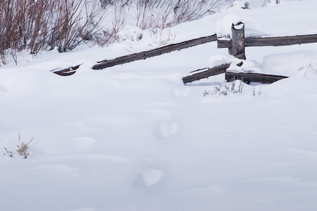 Impresiones de alces en la nieve fresca.