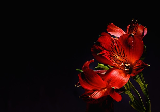 Impressionante beleza floral Foto de estúdio de lírios vermelhos em um fundo preto