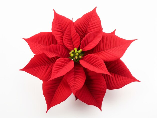 Impressionante close-up solo Poinsettia de Natal capturado em sua glória vibrante fundo branco puro