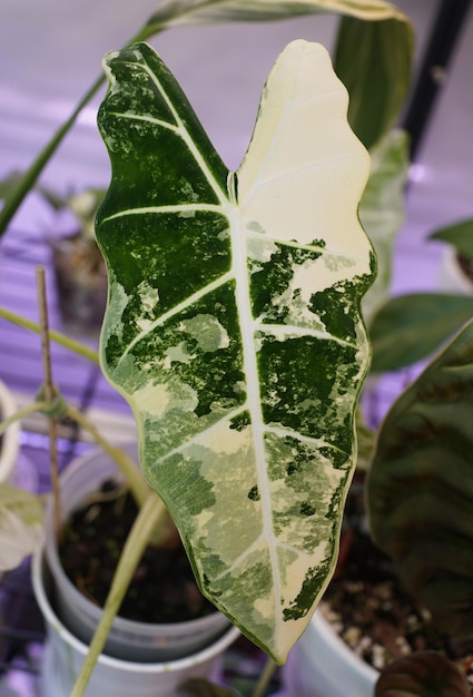 Foto impressionante folha de mármore branca e verde de alocasia frydek variada