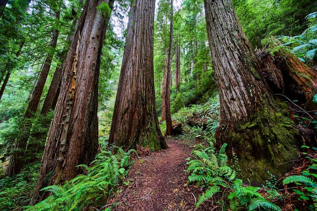 Impressionantes grandes árvores redwood na trilha de caminhada na floresta