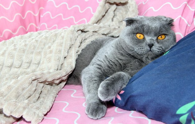 Foto un impudente gato gris gordo está tendido en la cama bajo una manta gato plegado escocés