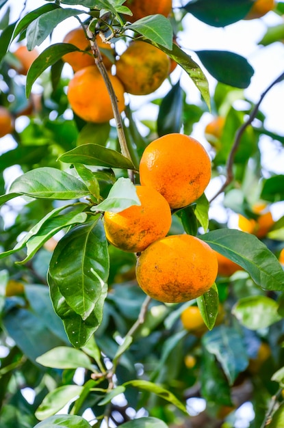 In Batumi wachsen die Bäume wunderschöne Mandarinen.