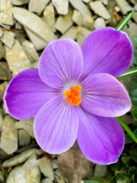 In den ersten Frühlingsblumen wachsen lila Krokusse im Boden