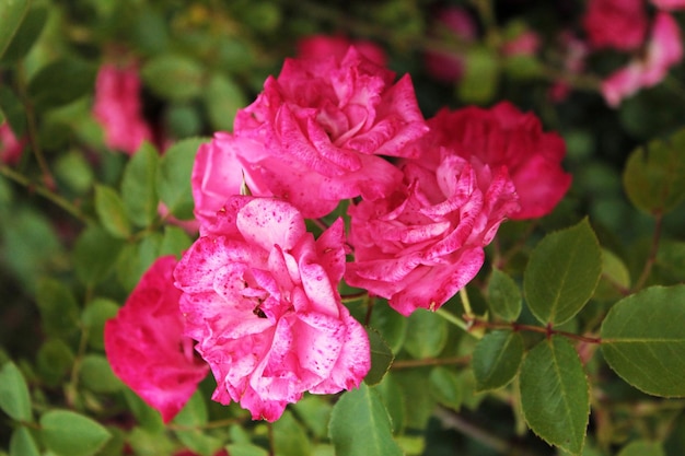 In den Hagebutten versteckt sich ein Strauß scharlachroter Rosen