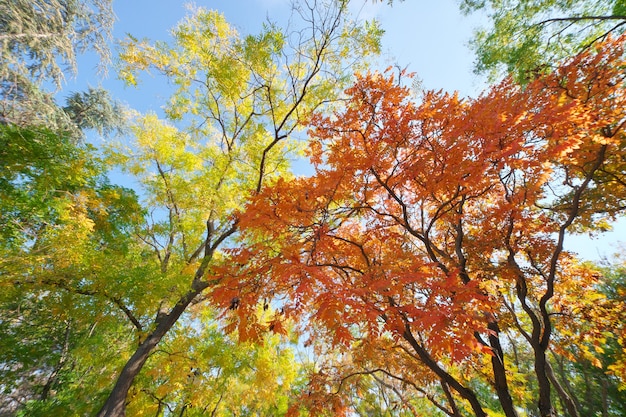 In den Herbstwald. Naturzusammensetzung.