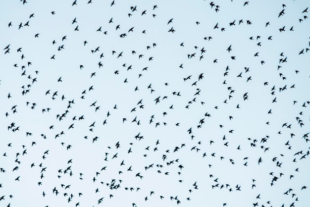 In den Niederlanden fliegen schöne große Schwärme von Starvögeln. Starling Gemurmel.