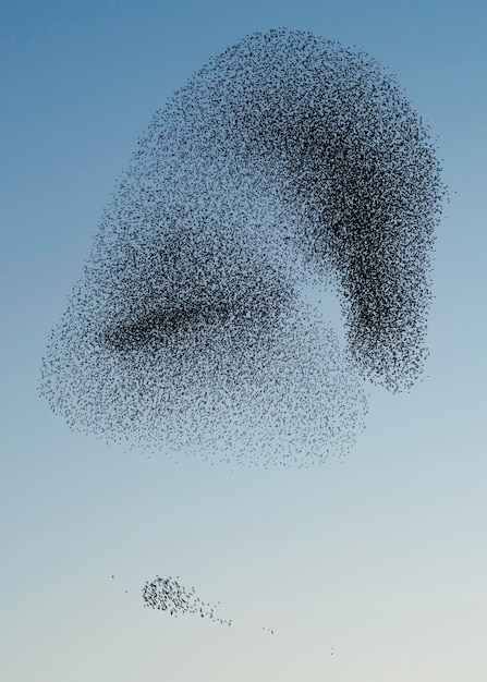 In den Niederlanden fliegen schöne große Schwärme von Starvögeln. Starling Gemurmel.