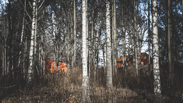 Foto in den wäldern schwedens