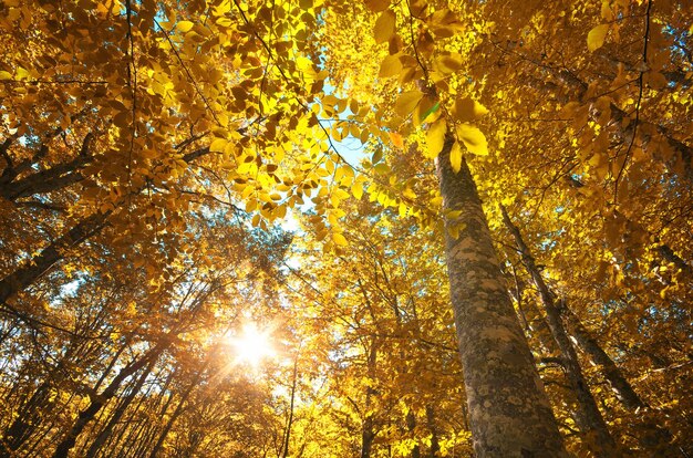 In den Wald Herbstliche Naturzusammensetzung