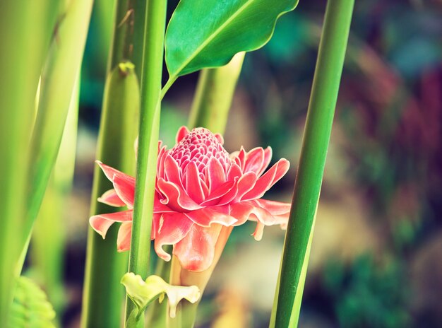 In den wilden Tropen wächst eine große und schöne exotische rosa Blume. Makrofotografie. Stillleben. Südasien, Thailand.