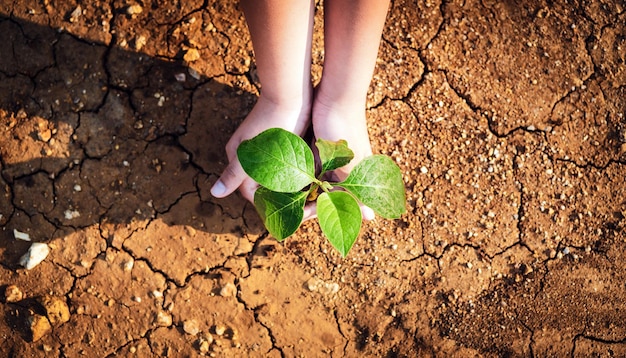 In der Draufsicht ist die Kinderhand zu sehen, die einen Baum hält, der auf rissiger, trockener Erde wächst