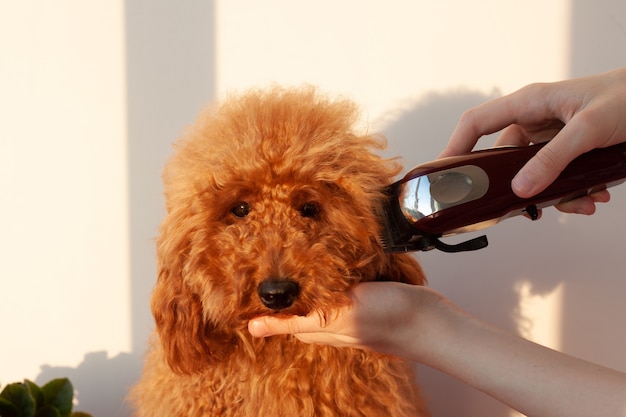 In der einen Hand hält ein kleiner Hund eines rotbraunen Miniaturpudels den Maulkorb, in der anderen eine Schermaschine zum Schneiden von Tieren. Das Konzept der Tierpflege.