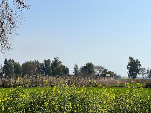 In der Ferne ein Feld mit Senfblumen