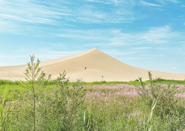 In der Ferne ist eine Sanddüne mit einigen Pflanzen im Vordergrund zu sehen.