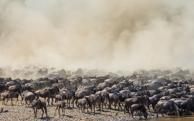 In der großen Gnuherde geht es um den Mara River. Große Migration. Kenia. Tansania. Masai Mara Nationalpark.