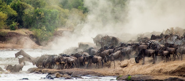 In der großen Gnuherde geht es um den Mara River. Große Migration. Kenia. Tansania. Masai Mara Nationalpark.