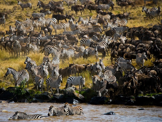 In der großen Gnuherde geht es um den Mara River. Große Migration. Kenia. Tansania. Masai Mara Nationalpark.