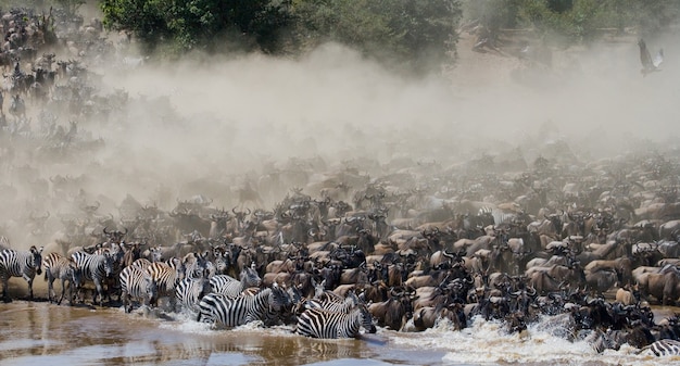 In der großen Gnuherde geht es um den Mara River. Große Migration. Kenia. Tansania. Masai Mara Nationalpark.