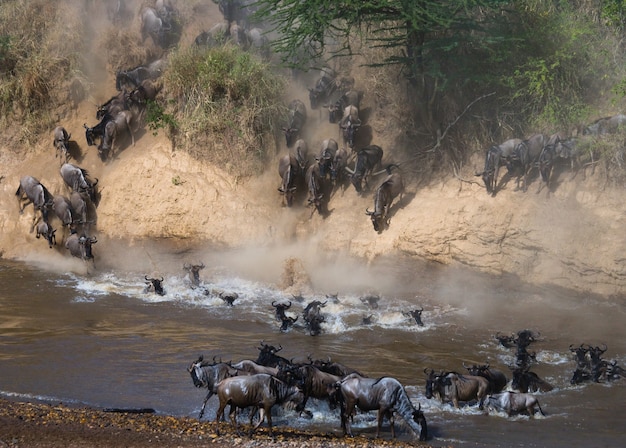 In der großen Gnuherde geht es um den Mara River