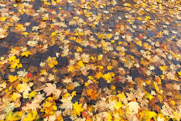 In der Herbstsaison auf das Laub von Laubbäumen gefallen, Nahaufnahme des Laubes von Bäumen nach dem Herbstblattfall, das Laub liegt und verrottet und trocknet