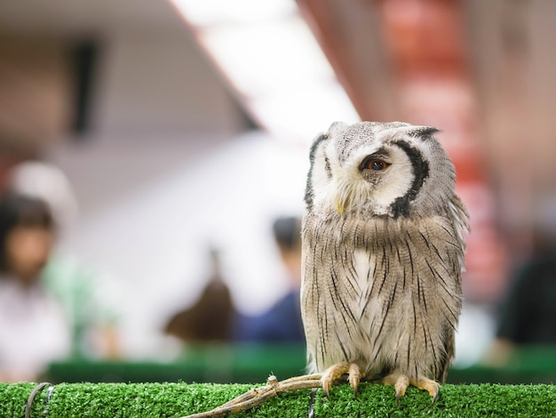 In der Nähe der Eule befand sich ein Seil, das in Tiermesse am Bein gebunden war