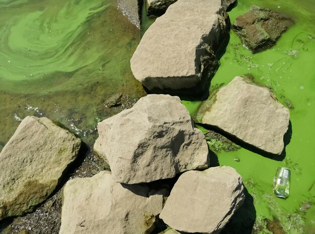 In der Nähe des Ufer am Wasser gibt es grünes Wasser Die Zerstörung der Ökologie ist grüneswasser im Fluss Fluss Algen blühen Schlamm und Muschel im Wasser sind die Rettung der Umwelt