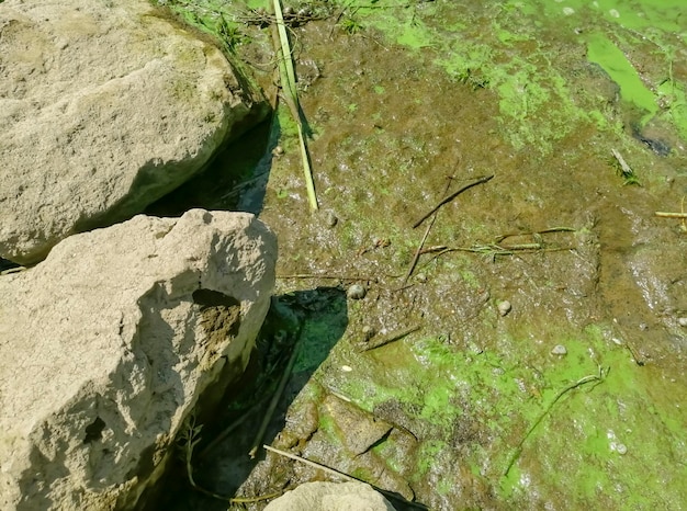 In der Nähe des Ufer am Wasser gibt es grünes Wasser Die Zerstörung der Ökologie ist grüneswasser im Fluss Fluss Algen blühen Schlamm und Muschel im Wasser sind die Rettung der Umwelt