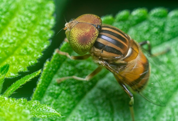 in der Nähe mit der Fleck-Auge-Hoverfly